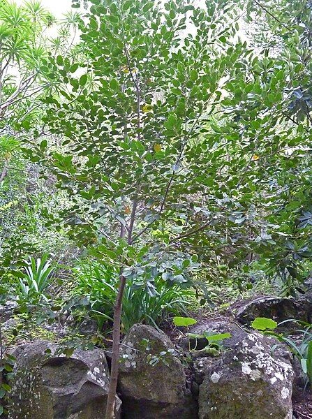 File:Rhamnus glandulosa.jpg