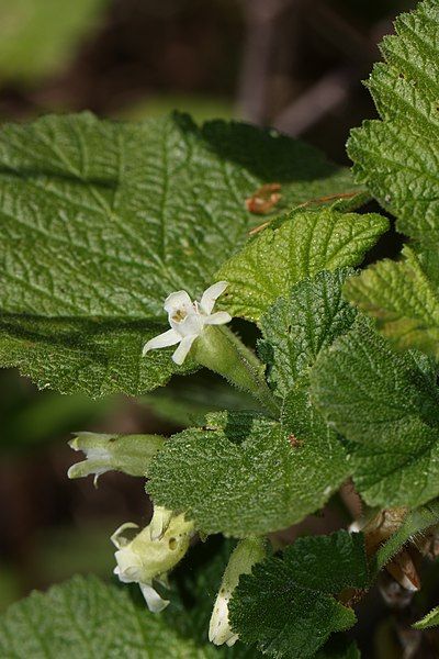 File:Ribes viscosissimum 5037.JPG