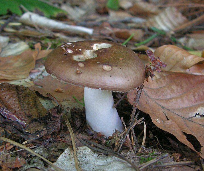 File:Russula integra (2).jpg