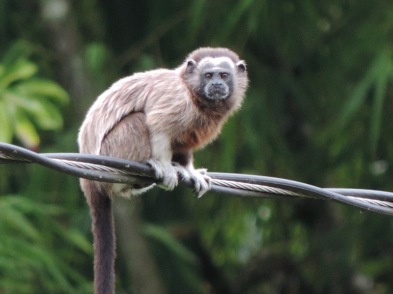 File:Saguinus leucopus 235880857.jpg