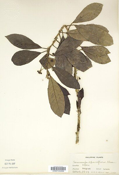 File:Saurauia sparsiflora.jpg