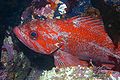 Vermilion Rockcod Sebastes miniatus Sebastidae