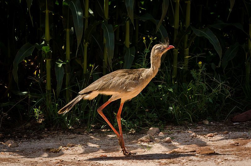 File:Seriema (Cariama cristata).jpg