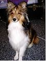 Shetland Sheepdog