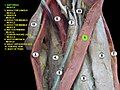 Sartorius muscle