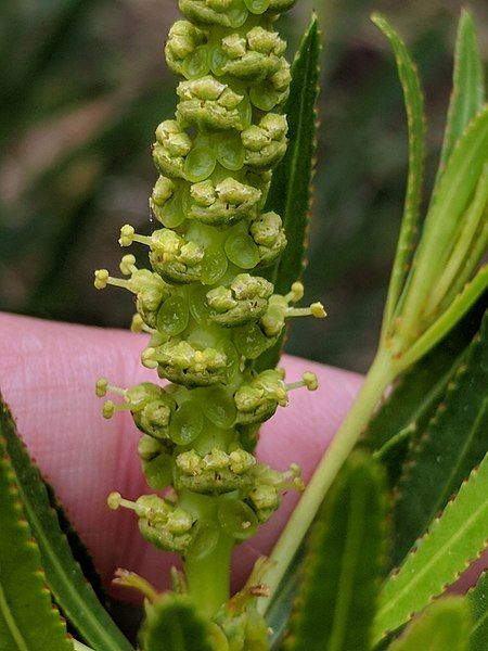 File:Stillingia texana flowers.jpg