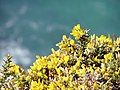 Ulex densus