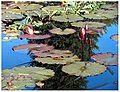 Water garden with lilies #2. Colorado Springs, Colorado (October 2006).