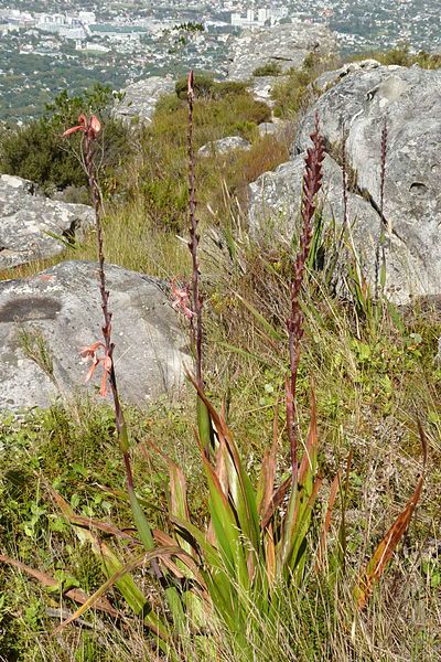 File:Watsonia tabularis (8457642849).jpg