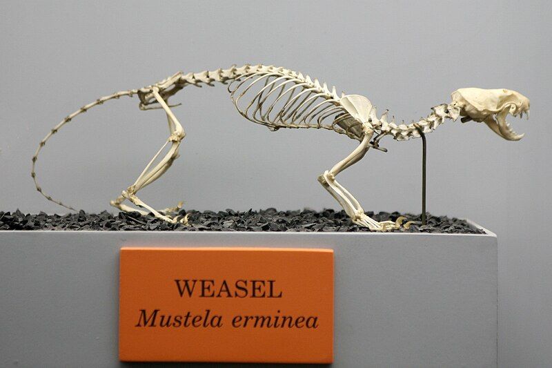 File:Weasel (Mustela erminea).jpg