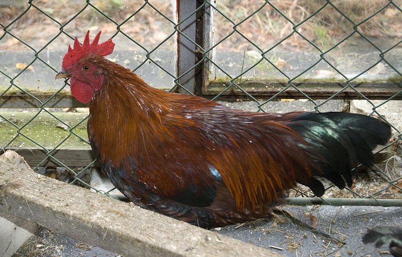 File:Welsummer Bantam Cockerel.jpg