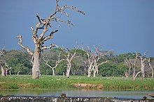 A water stream and dead trees in a wetland