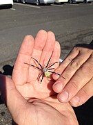 Mature female being handled in Hilo, Hawaii