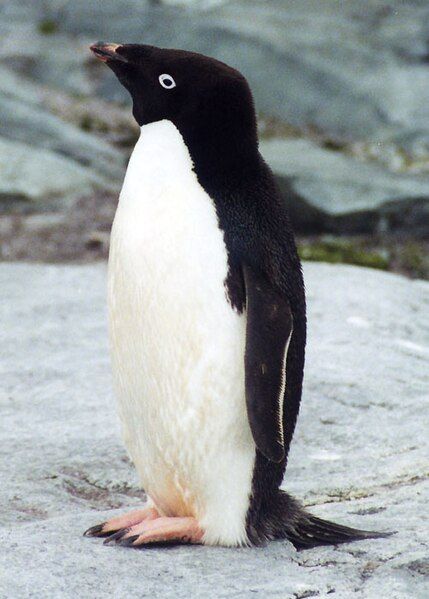 File:Adelie Penguin.jpg