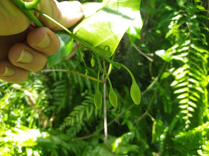 File:Adenia-heterophylla-heterophylla-SF22250-06.jpg