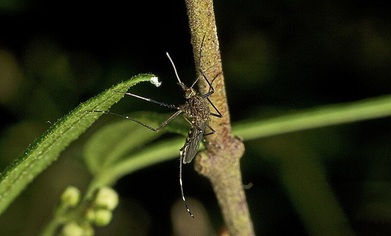 File:Aedes procax.jpg