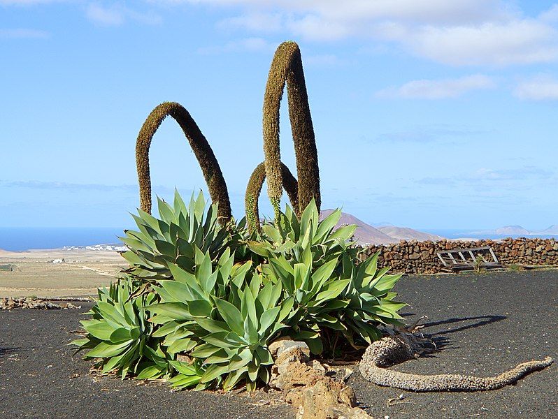 File:Agave attenuata 001.JPG