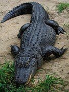 American alligator