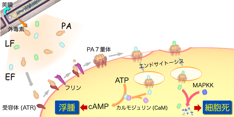 File:Anthraxtoxins diagram ja.png