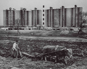 Farmer plows his field in front of a row of newly built apartments. The farmer sold his land in Apgujeong-dong and this was his last year farming (April 20, 1978)