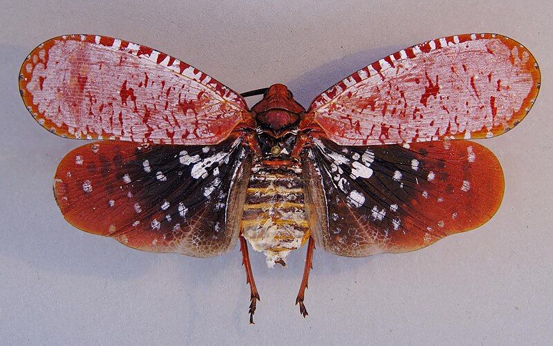 File:Aphaena submaculata.jpg