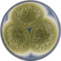 Aspergillus pseudocaelatus growing on CYA plate