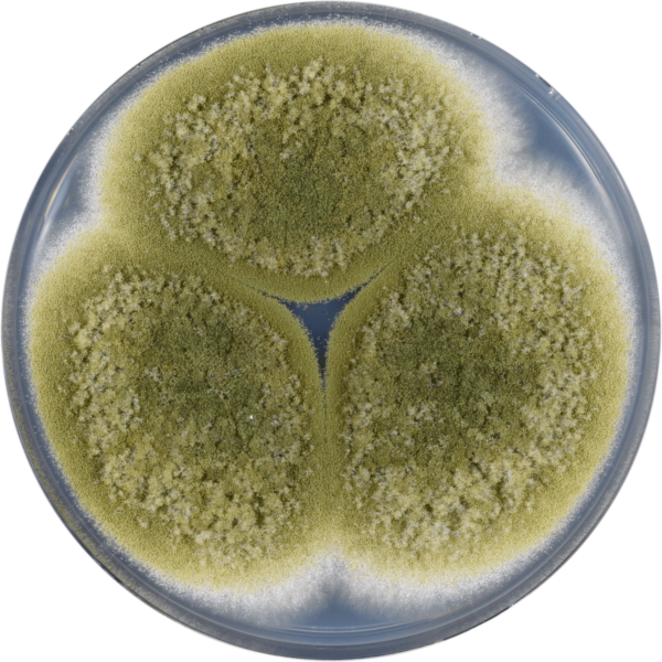 File:Aspergillus pseudocaelatus cya.png