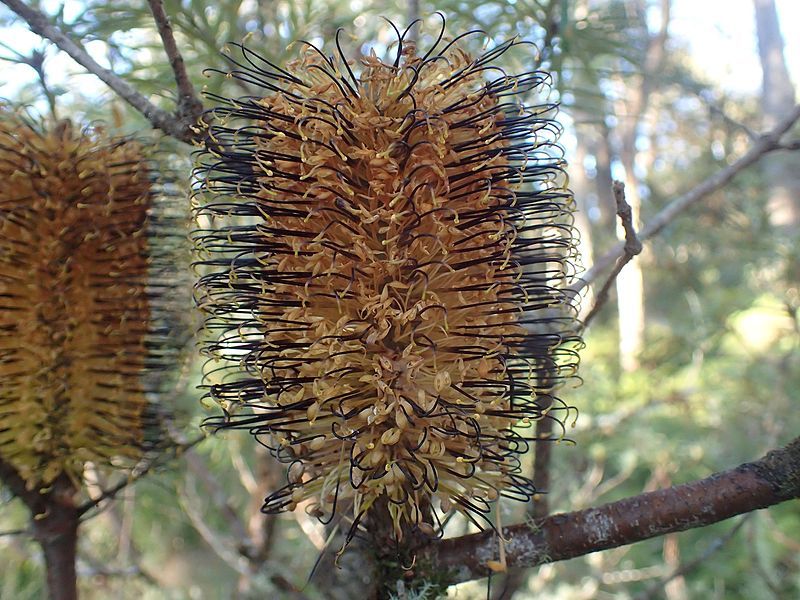 File:Banksia neoanglica.jpg