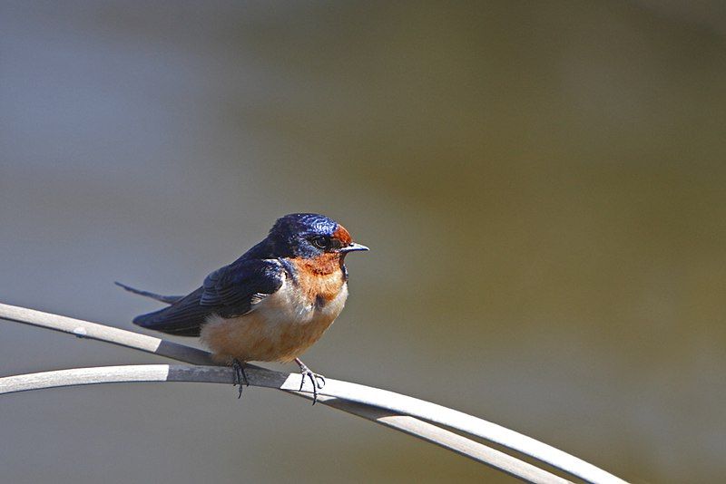 File:Barn Swallow.jpg