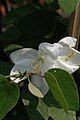 Bauhinia acuminata