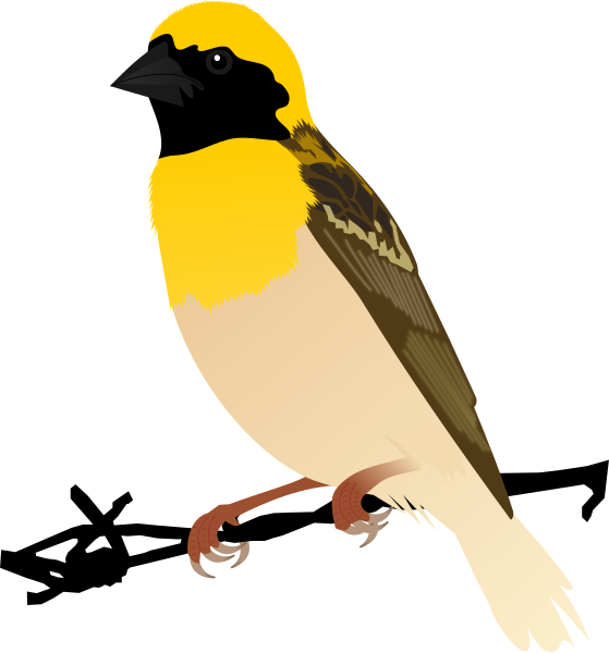 File:Baya Weaver.svg