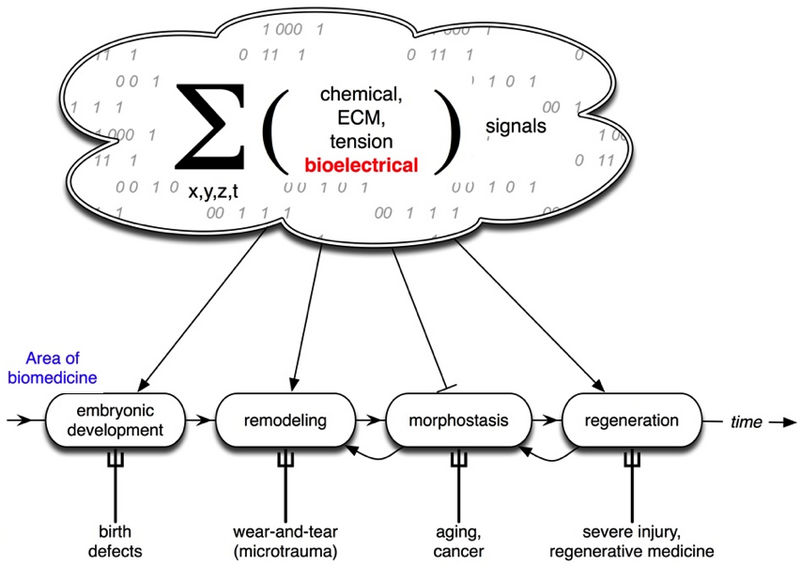 File:Bioelectricity Figure 1.png