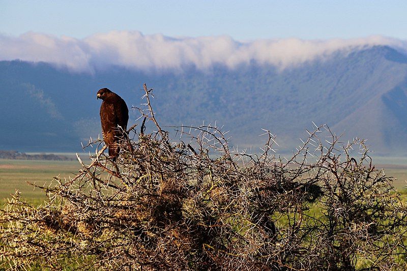 File:Bird of Prey.jpg