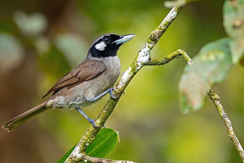 File:Black-throated Shrikebill.jpg