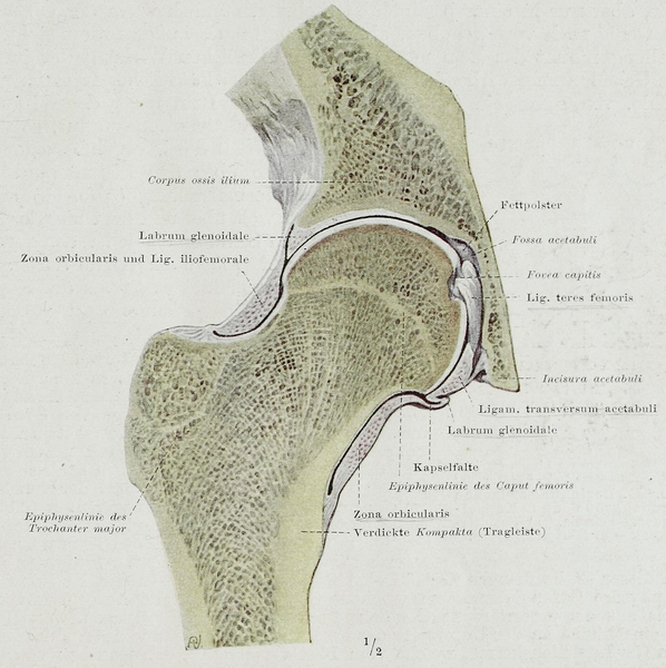 File:Braus 1921 260.png