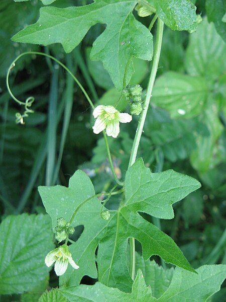 File:Bryonia dioica001.jpg