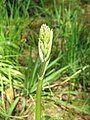 Camassia cusickii bud