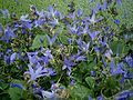 Campanula poscharskyana