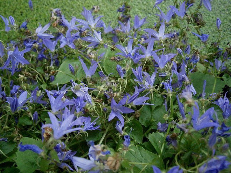 File:Campanula poscharskyana001.jpg