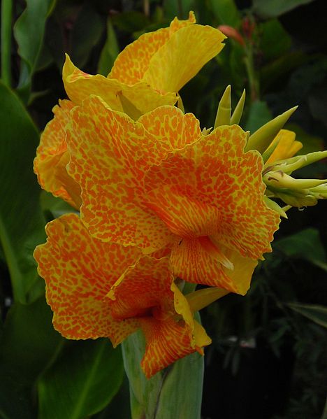 File:Canna Lenape 0196.JPG