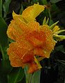 Canna 'Lenape', Armstrong