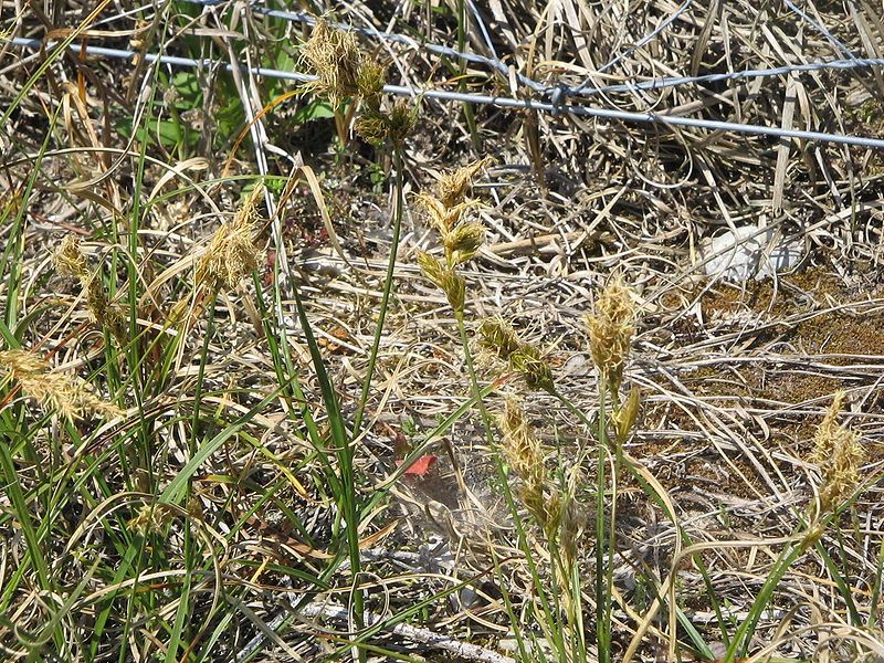 File:Carex arenaria01.jpg