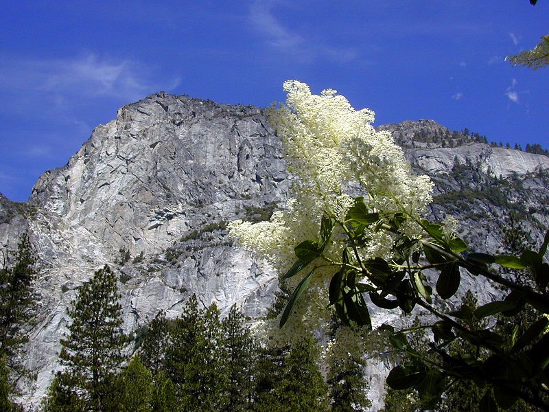 File:Ceanothus integerrimus 01.jpg