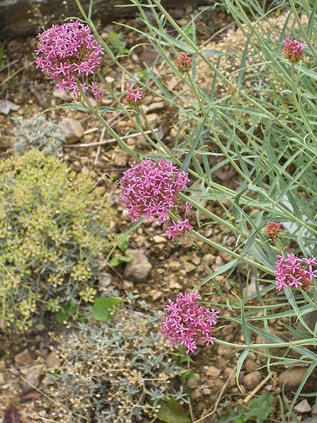 File:Centranthus angustifolius.JPG