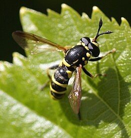 Ceriana ornata