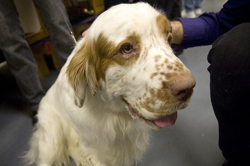 File:Clumber Spaniel.jpg