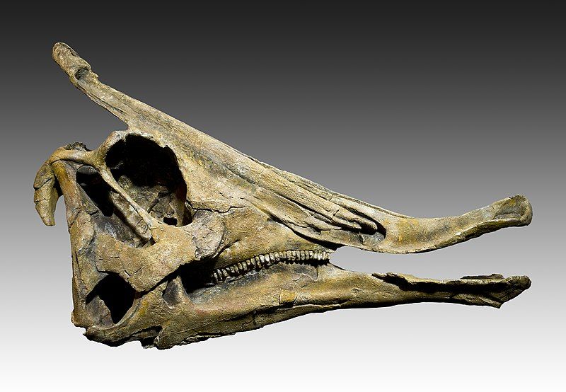 File:Crane de Saurolophus.jpg