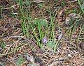 Crocus laevigatus 'Fontenayi' closed