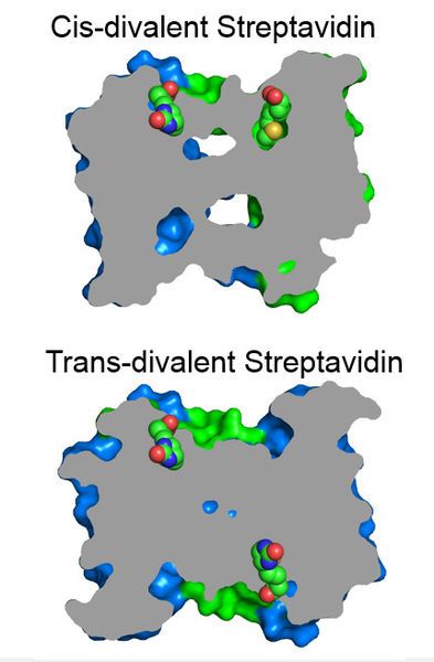 File:Defined Divalent Streptavidin.jpg