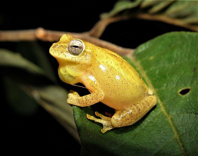 File:Dendropsophus minutus 196150179.jpg